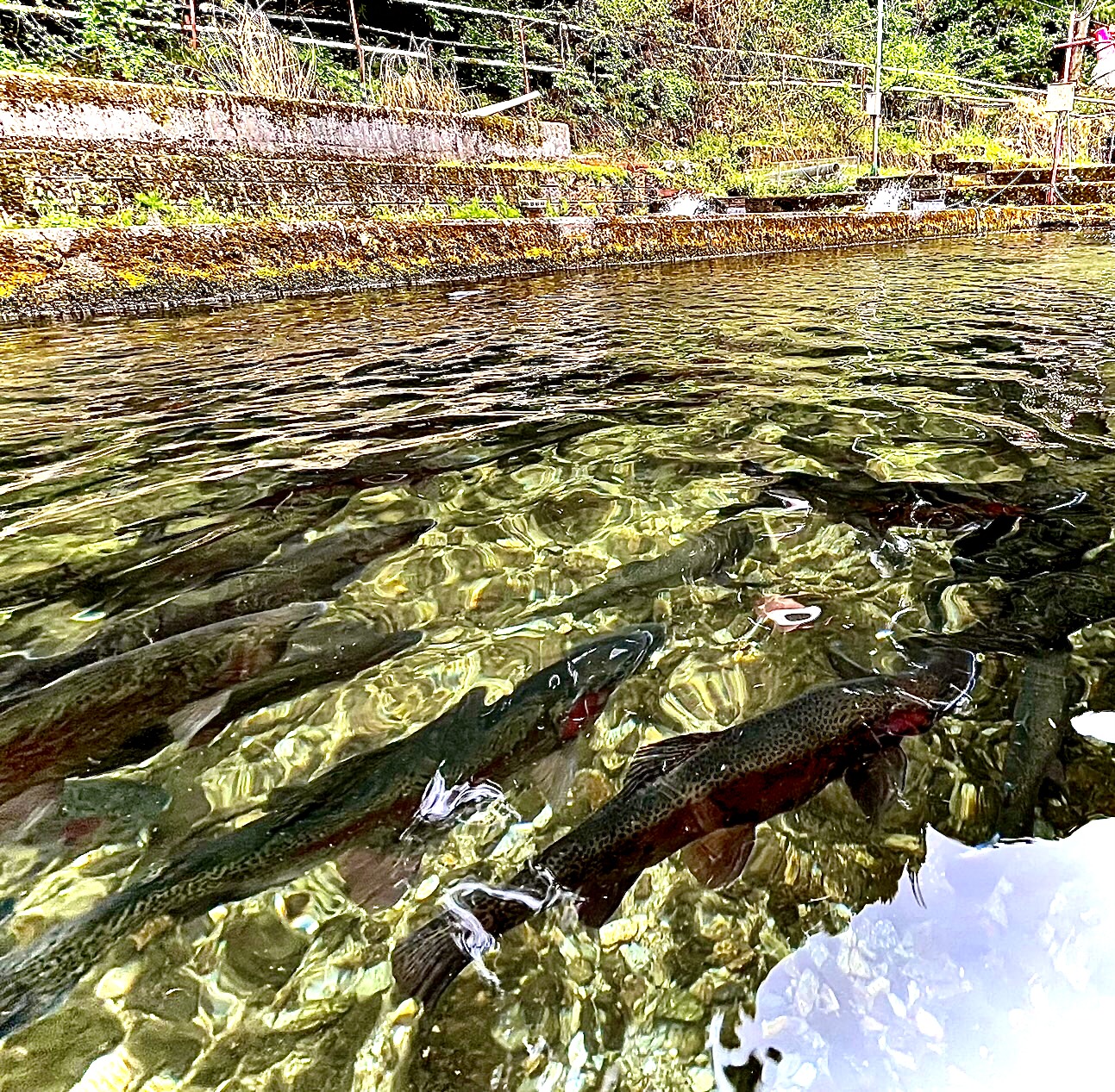 清水を泳ぐ魚たち