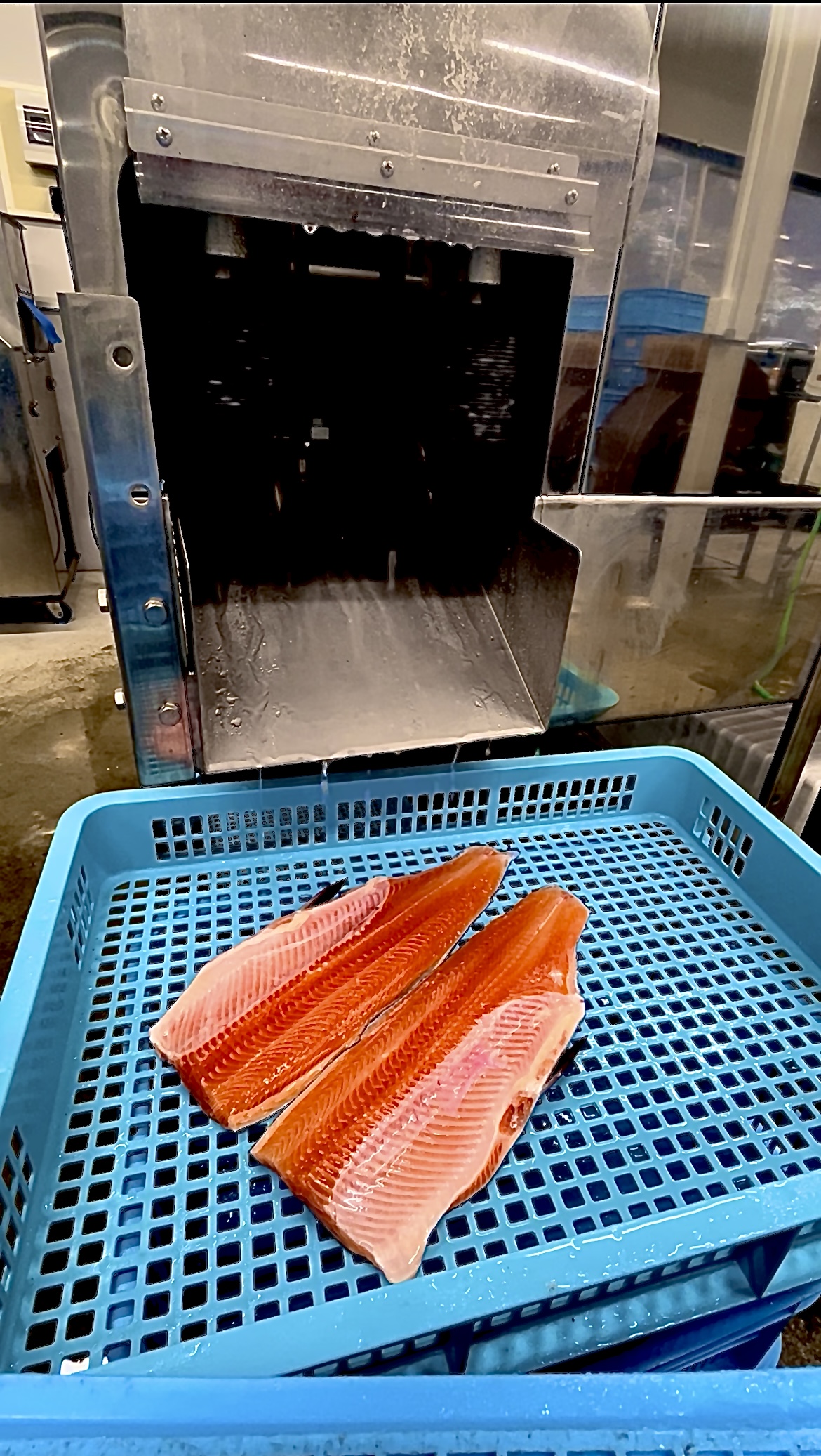 サーモンフィレ