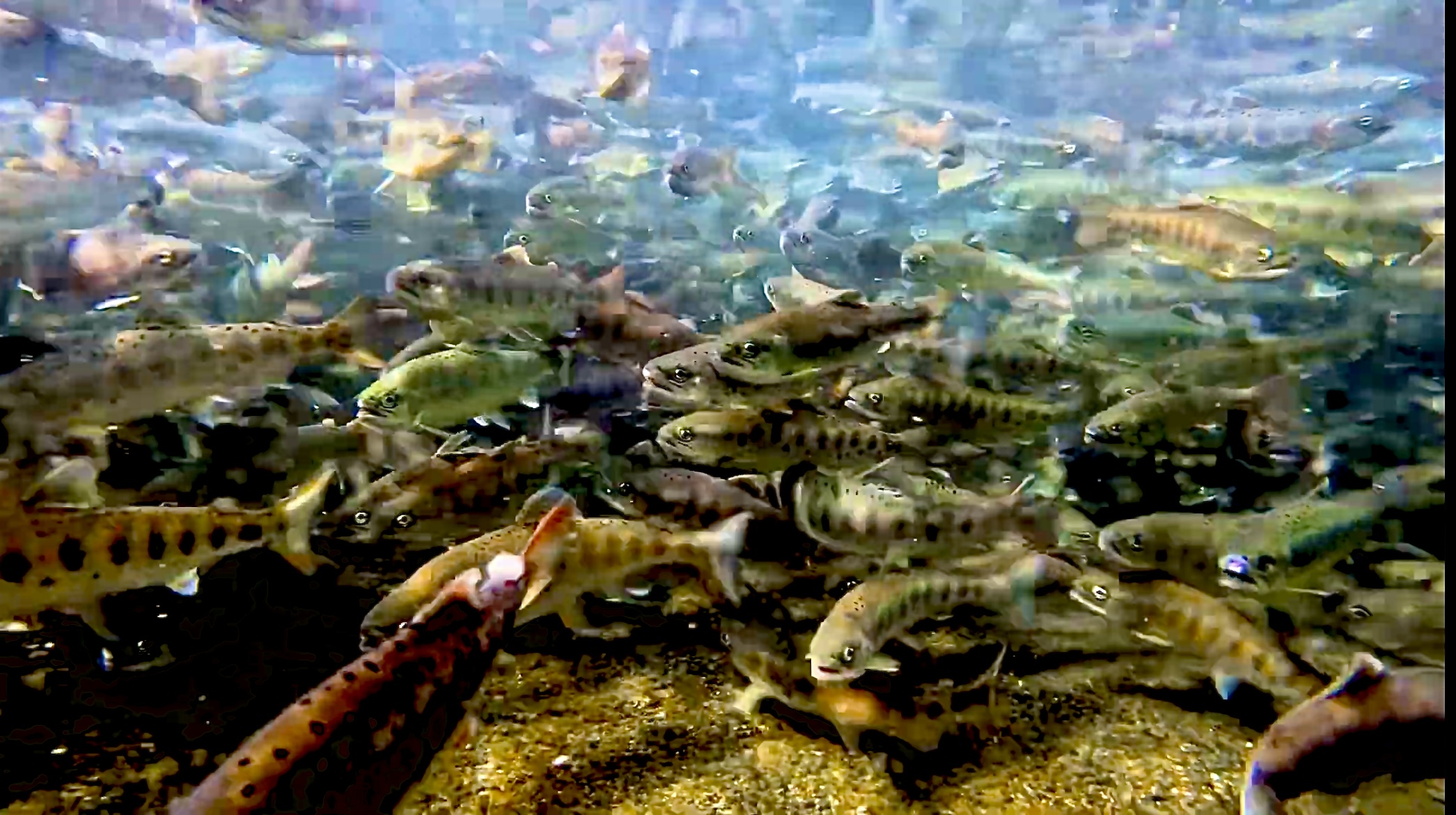 清水の中を泳ぐ魚たち