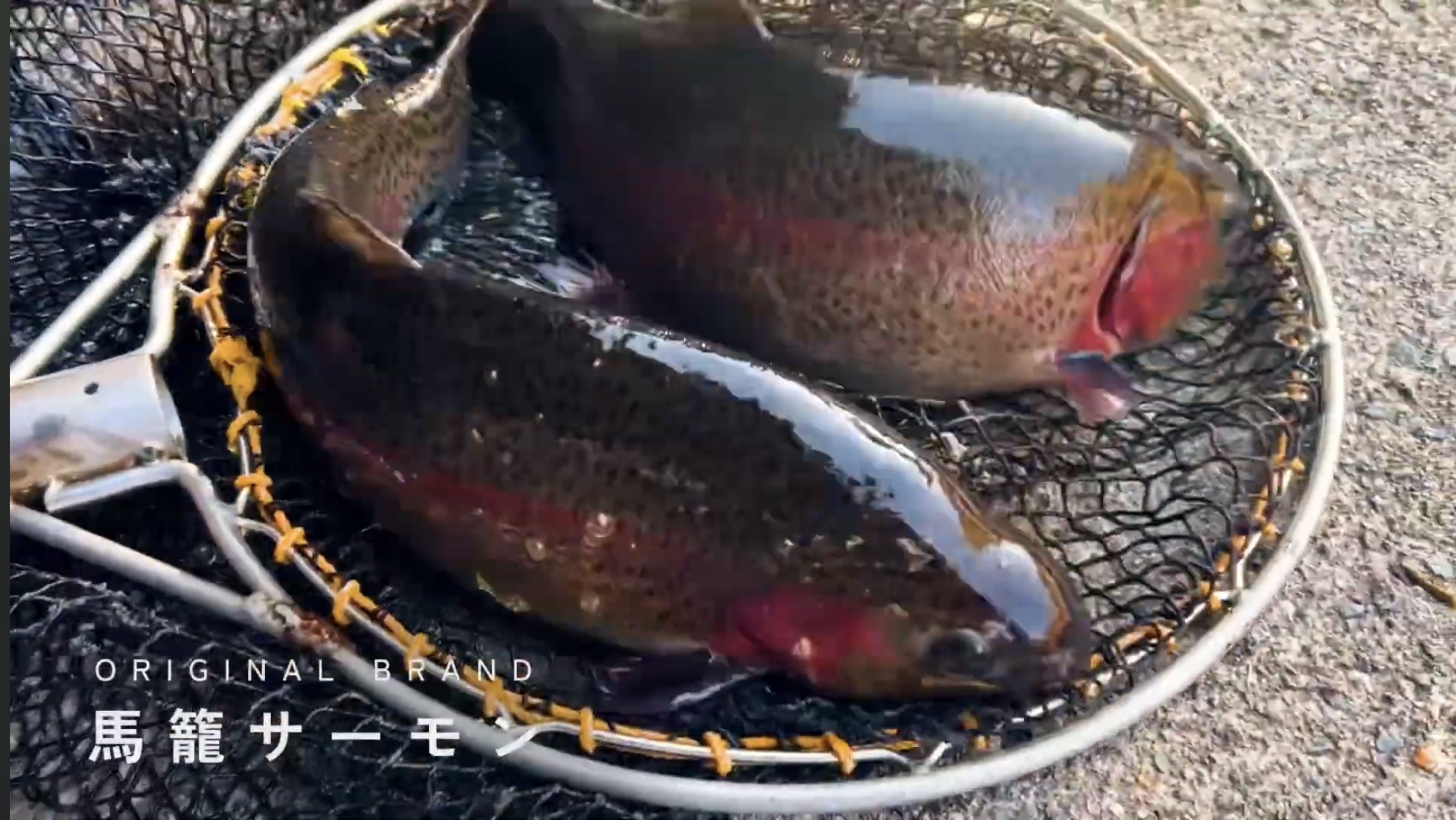 網に上がった馬籠サーモン